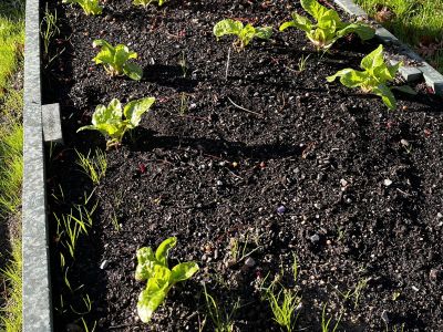 Outdoor Garden November 22 