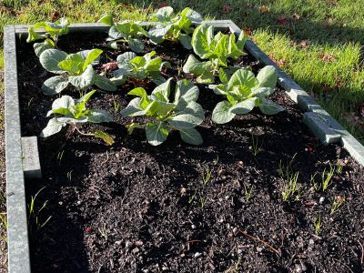 Outdoor Garden November 22 