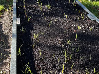 Outdoor Garden November 22 