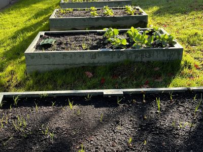 Outdoor Garden November 22 