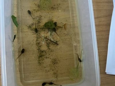 Frogs