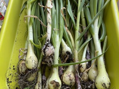 Harvest