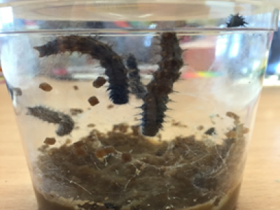 Caterpillars