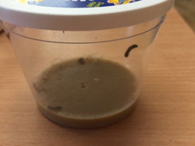 Caterpillars