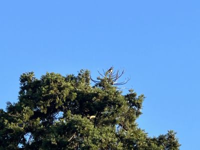 birdwatching 