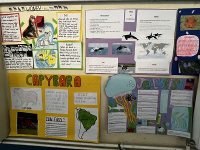 Animal Projects