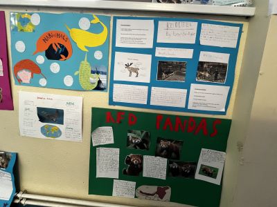 Animal Projects