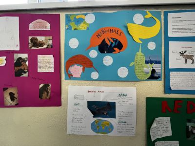 Animal Projects