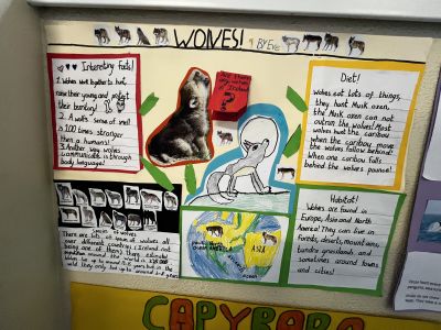 Animal Projects