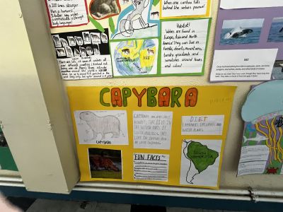Animal Projects