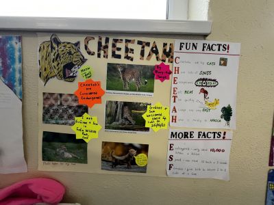 Animal Projects