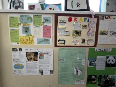 Animal Projects