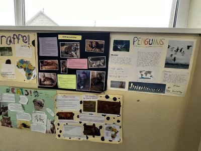 Animal Projects