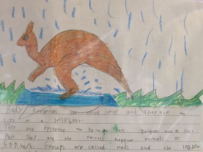 Australian Animal Projects