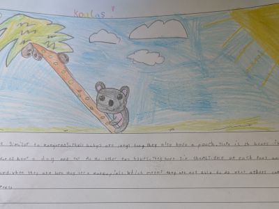 Australian Animal Projects