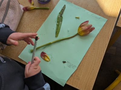 Plants 
