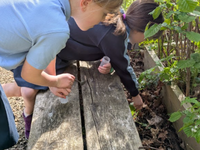 Bug Hunting