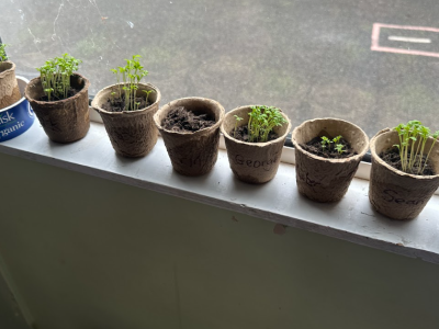 Clay SI & Planting 