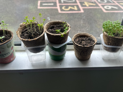 Clay SI & Planting 