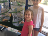 Our Butterfly Project - Celebrating the arrival of our first butterflies!