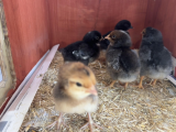 chicks
