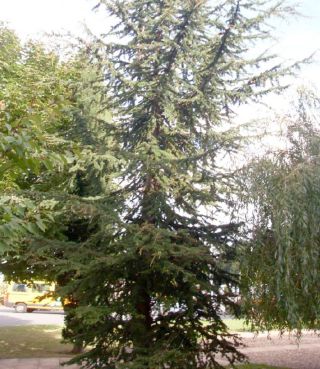 Cedar of Lebanon