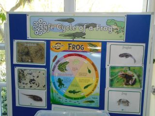 Our frog project - lots happening!
