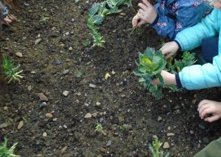 Gardening - Senior Infants