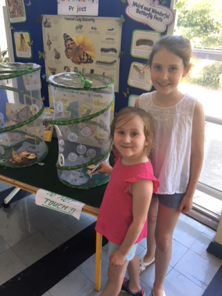 Our Butterfly Project - Celebrating the arrival of our first butterflies!