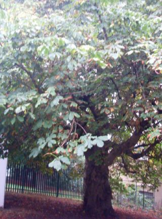 Horse Chestnut Tree