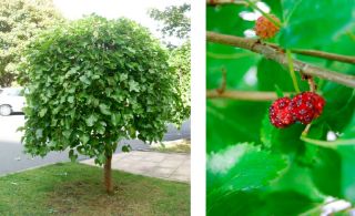 Mulberry Bush