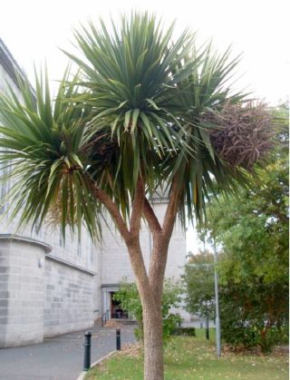 Palm Tree