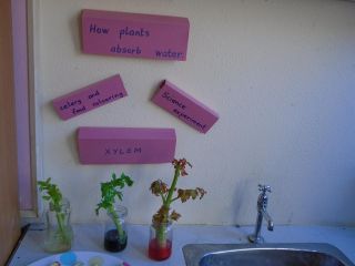 First Class Science! How do plants absorb water?
