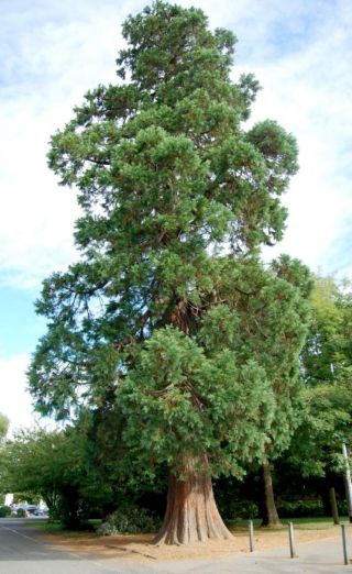 Redwood Tree