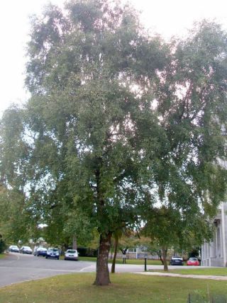 Silver Birch