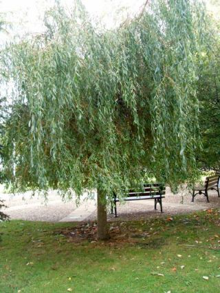 Weeping Willow