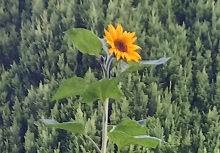 Síne's Sunflower