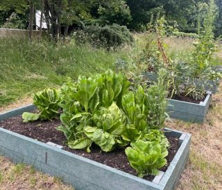 School Garden 